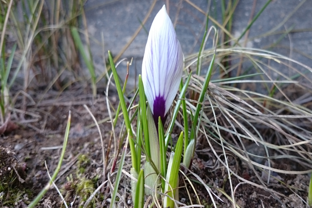 The first crocus this year